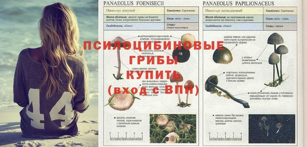 хмурый Алексеевка
