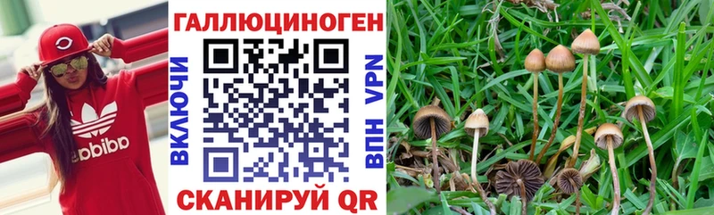 Галлюциногенные грибы Magic Shrooms  купить   Злынка 